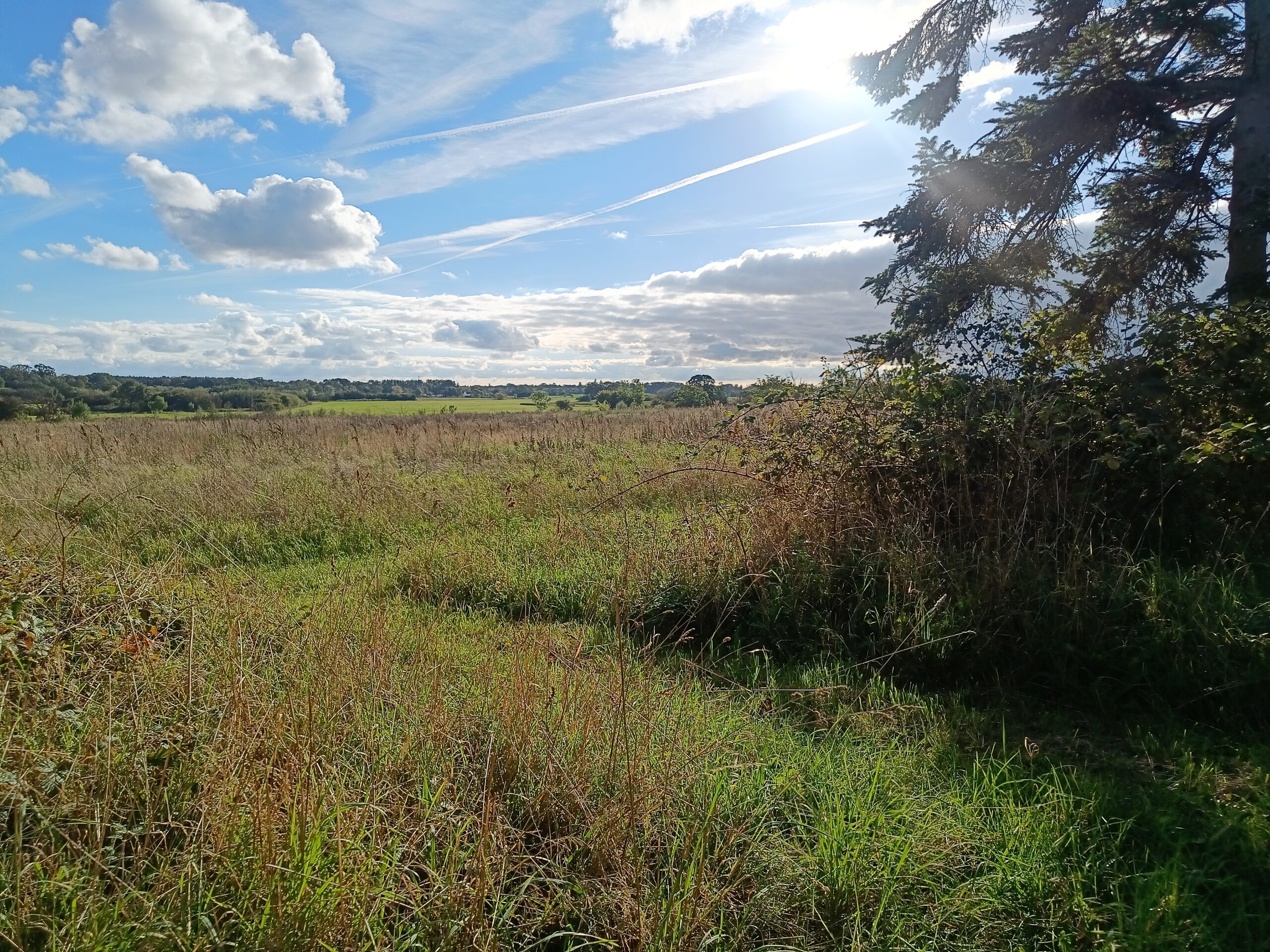 {{brizy_dc_image_alt imageSrc=